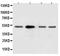 Muscarinic acetylcholine receptor M2 antibody, PA1325, Boster Biological Technology, Western Blot image 