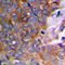 Stromelysin-2 antibody, LS-C356187, Lifespan Biosciences, Immunohistochemistry frozen image 