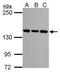 Structural Maintenance Of Chromosomes 3 antibody, GTX110402, GeneTex, Western Blot image 