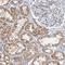 Zinc Finger Protein 606 antibody, HPA041712, Atlas Antibodies, Immunohistochemistry frozen image 