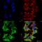 Glutamate Ionotropic Receptor NMDA Type Subunit 1 antibody, SMC-410D-RPE, StressMarq, Immunocytochemistry image 
