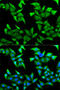 Nectin Cell Adhesion Molecule 2 antibody, STJ27331, St John