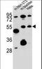 SPARC Related Modular Calcium Binding 1 antibody, LS-B12376, Lifespan Biosciences, Western Blot image 
