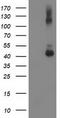 Ganglioside Induced Differentiation Associated Protein 1 Like 1 antibody, LS-C786209, Lifespan Biosciences, Western Blot image 