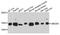 Ubiquitin Conjugating Enzyme E2 D4 (Putative) antibody, A8332, ABclonal Technology, Western Blot image 