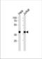 Nucleophosmin 1 antibody, TA324742, Origene, Western Blot image 
