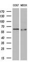EDL antibody, GTX84193, GeneTex, Western Blot image 