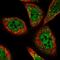 Peroxisomal biogenesis factor 3 antibody, HPA042830, Atlas Antibodies, Immunofluorescence image 
