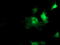 SEC14 Like Lipid Binding 2 antibody, LS-C337496, Lifespan Biosciences, Immunofluorescence image 