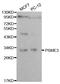 Proteasome Activator Subunit 3 antibody, MBS9400714, MyBioSource, Western Blot image 
