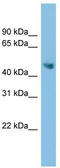 Arginine decarboxylase antibody, TA340227, Origene, Western Blot image 