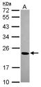 Chromobox 1 antibody, NBP2-14899, Novus Biologicals, Western Blot image 