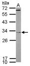 FHL-2 antibody, NBP1-33602, Novus Biologicals, Western Blot image 