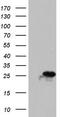Platelet Activating Factor Acetylhydrolase 1b Catalytic Subunit 3 antibody, TA804470, Origene, Western Blot image 