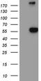Alpha-N-acetylgalactosaminidase antibody, TA811277, Origene, Western Blot image 