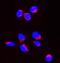 Diablo IAP-Binding Mitochondrial Protein antibody, PB9860, Boster Biological Technology, Immunofluorescence image 