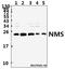 Neuromedin S antibody, A15072-1, Boster Biological Technology, Western Blot image 