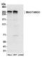 Melanoma inhibitory activity protein 3 antibody, A304-860A, Bethyl Labs, Western Blot image 