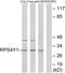 Ribosomal Protein S4 Y-Linked 1 antibody, LS-B13423, Lifespan Biosciences, Western Blot image 