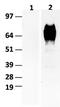 CD36 Molecule antibody, TA400017, Origene, Western Blot image 