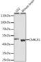 Chemerin Chemokine-Like Receptor 1 antibody, LS-C750207, Lifespan Biosciences, Western Blot image 