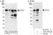 ZFP91 Zinc Finger Protein antibody, A303-245A, Bethyl Labs, Western Blot image 