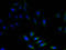 Sulfate anion transporter 1 antibody, A53925-100, Epigentek, Immunofluorescence image 