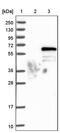 VPS33B Interacting Protein, Apical-Basolateral Polarity Regulator, Spe-39 Homolog antibody, PA5-51971, Invitrogen Antibodies, Western Blot image 