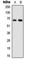 RNA polymerase II elongation factor ELL antibody, LS-C356012, Lifespan Biosciences, Western Blot image 