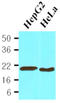 Peptidylprolyl Isomerase B antibody, AM03177PU-S, Origene, Western Blot image 