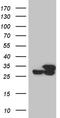 Protein-L-Isoaspartate (D-Aspartate) O-Methyltransferase antibody, CF809966, Origene, Western Blot image 