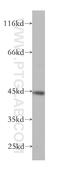 Phosducin-like protein antibody, 16057-1-AP, Proteintech Group, Western Blot image 