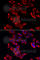 60S ribosomal protein L9 antibody, A6406, ABclonal Technology, Immunofluorescence image 