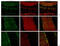 Purkinje cell protein 2 antibody, abx032811, Abbexa, Immunohistochemistry paraffin image 