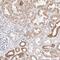 RTKN antibody, NBP1-88956, Novus Biologicals, Immunohistochemistry paraffin image 