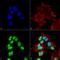 Gamma-aminobutyric acid receptor-associated protein-like 3 antibody, LS-C773257, Lifespan Biosciences, Immunocytochemistry image 