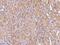 Netrin-4 antibody, 203393-T08, Sino Biological, Immunohistochemistry frozen image 
