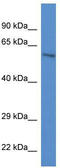 Zinc finger protein with KRAB and SCAN domains 1 antibody, TA334001, Origene, Western Blot image 