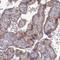 Multivesicular Body Subunit 12B antibody, HPA043683, Atlas Antibodies, Immunohistochemistry frozen image 