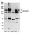 Rho GTPase Activating Protein 5 antibody, A304-548A, Bethyl Labs, Western Blot image 