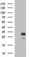Prolactin-3D1 antibody, M05177-1, Boster Biological Technology, Western Blot image 