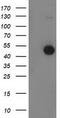 BECN1 antibody, TA502643, Origene, Western Blot image 
