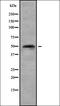 Septin 8 antibody, orb378413, Biorbyt, Western Blot image 