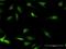 Y-Box Binding Protein 3 antibody, H00008531-B01P, Novus Biologicals, Immunocytochemistry image 