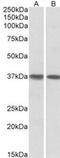 Kruppel Like Factor 2 antibody, MBS423117, MyBioSource, Western Blot image 