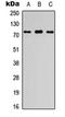 Putative cystatin-9-like 2 antibody, orb234816, Biorbyt, Western Blot image 