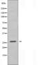 CCAAT Enhancer Binding Protein Epsilon antibody, orb225852, Biorbyt, Western Blot image 