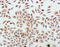 Podocalyxin Like antibody, MBS1498612, MyBioSource, Immunocytochemistry image 