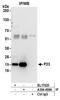 Prostaglandin E synthase 3 antibody, A304-499A, Bethyl Labs, Immunoprecipitation image 