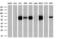EDL antibody, GTX84195, GeneTex, Western Blot image 